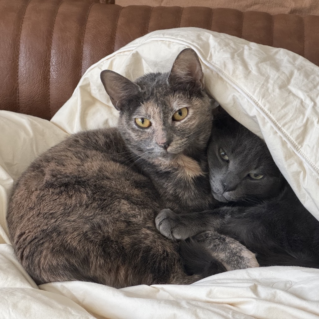 Opal — thumbnail 5