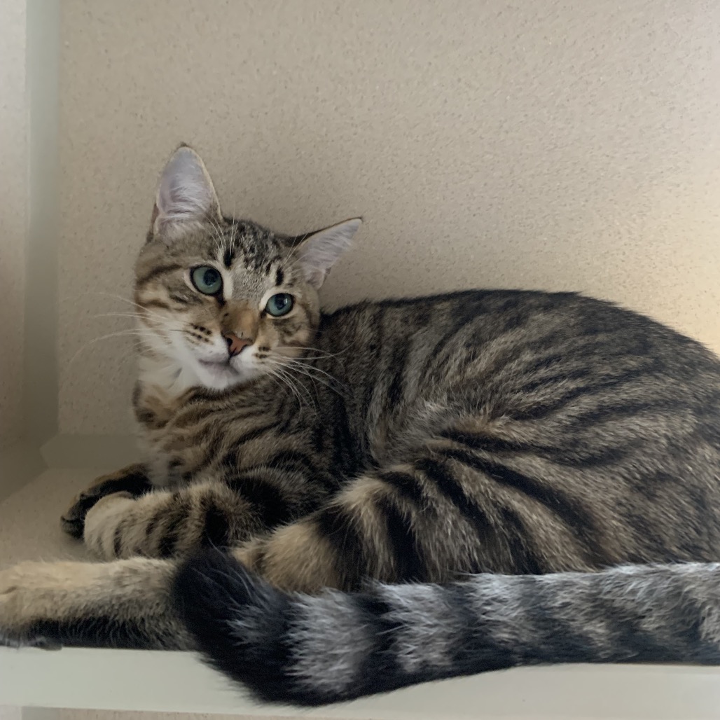 Trevor - Domestic Shorthair