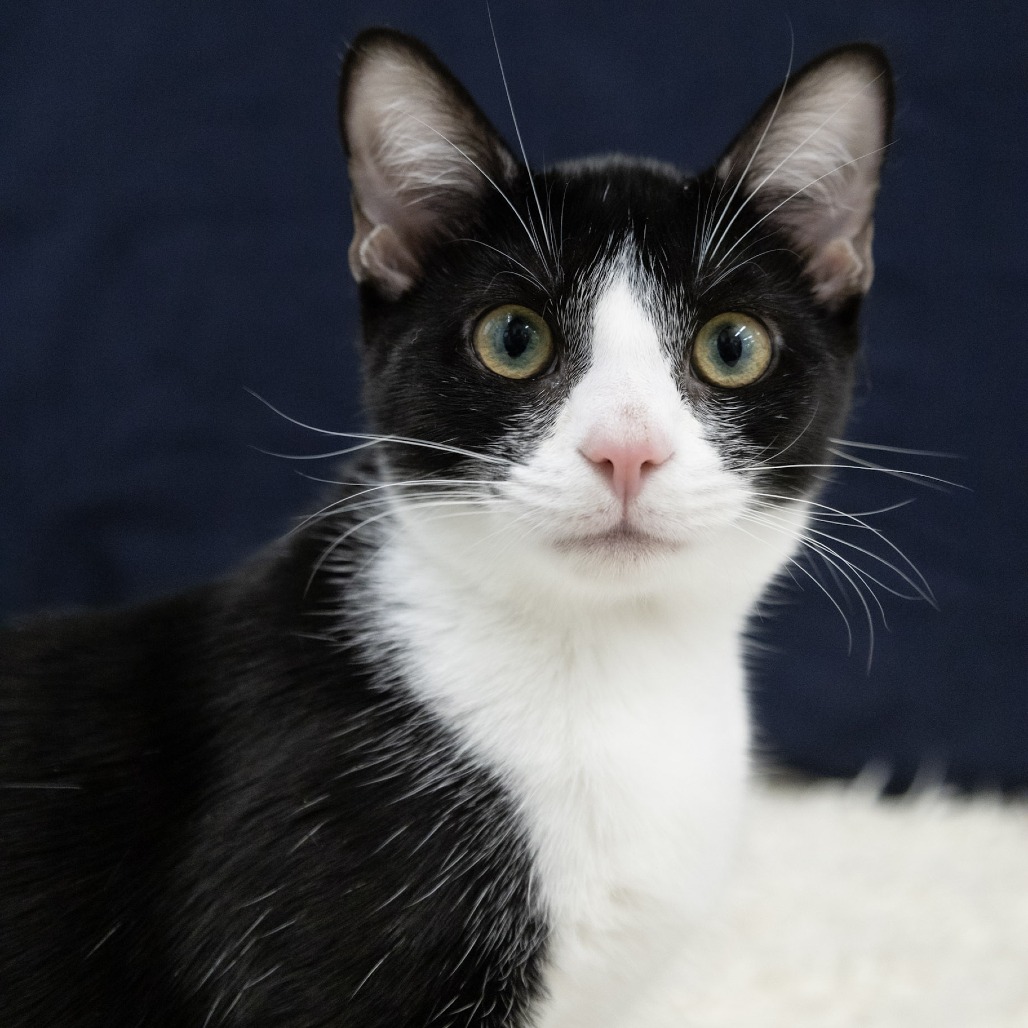 WONDERFUL (BONDED TO TERRIFIC) - Domestic Shorthair available for adoption