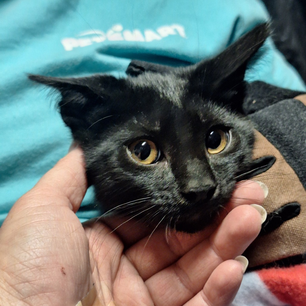 ANAKIN - American Shorthair available for adoption
