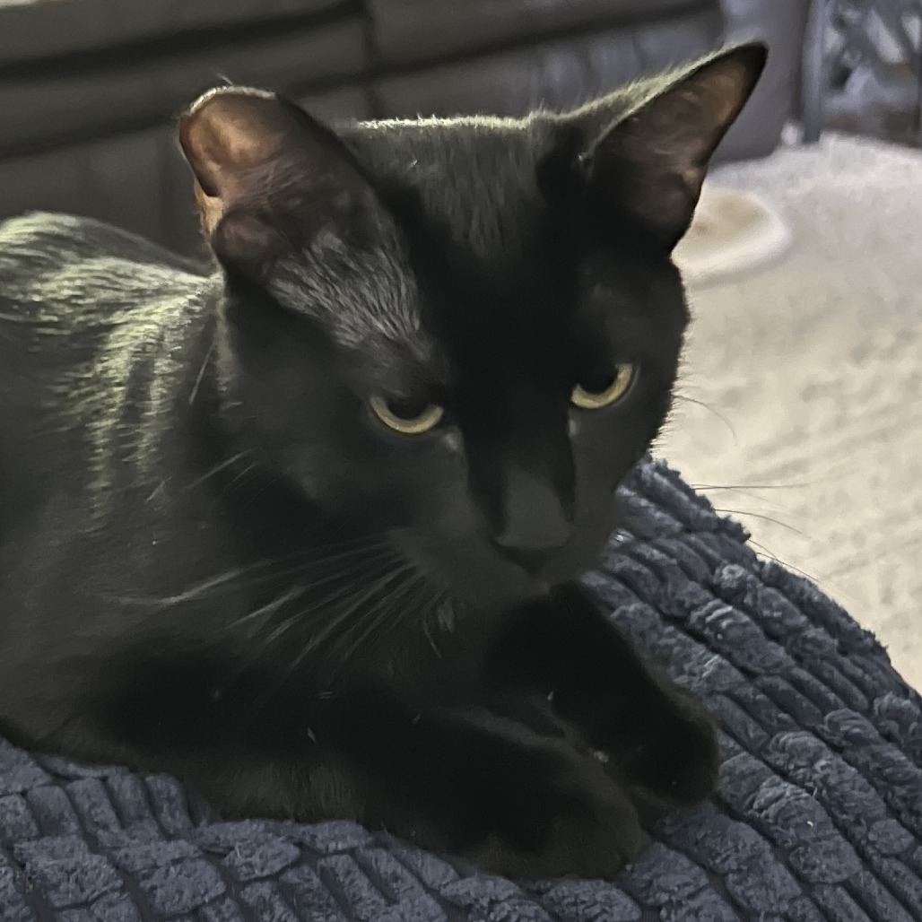 Moxie, photo 5