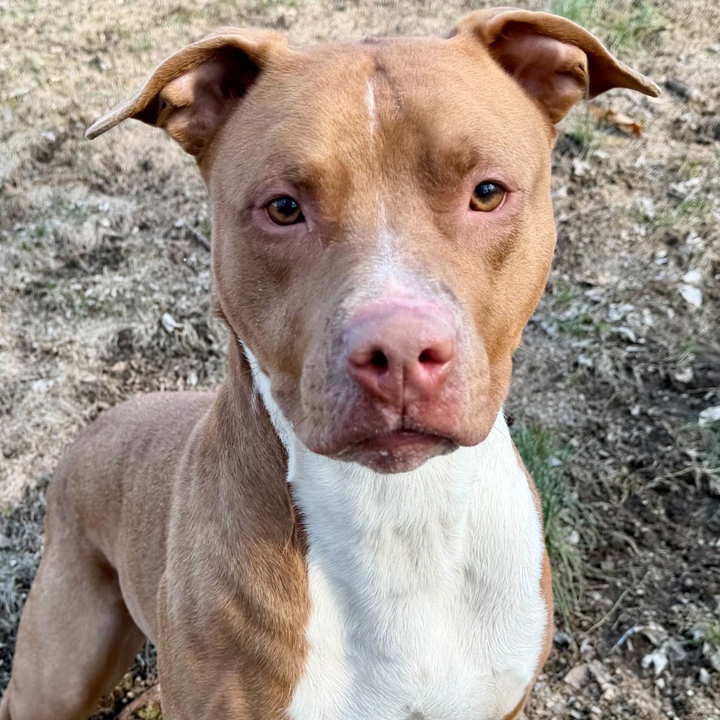 Cornelius — thumbnail 4