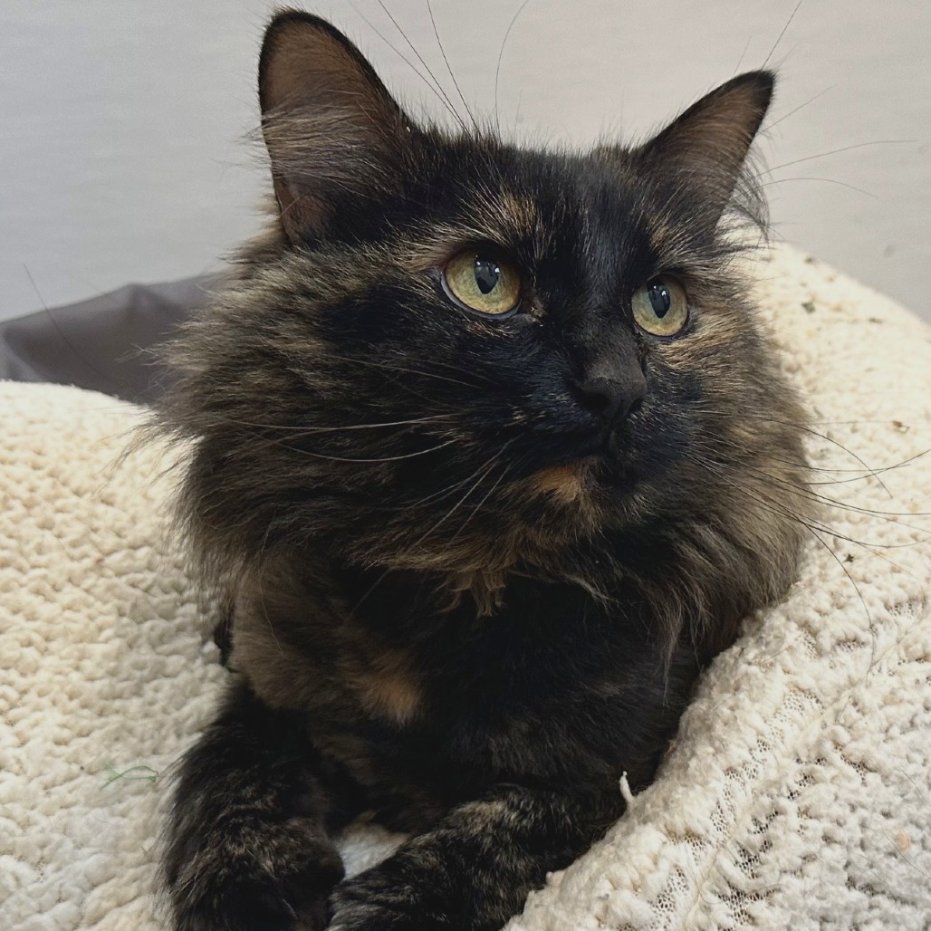 CLEO - Domestic Longhair available for adoption