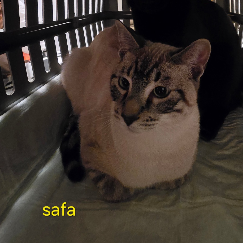 MUFASA AKA SAFA - Siamese / Domestic Shorthair available for adoption