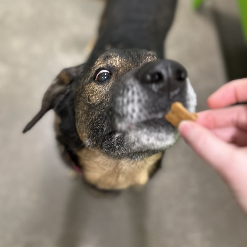 ROCKY - Mixed Breed (Large) available for adoption