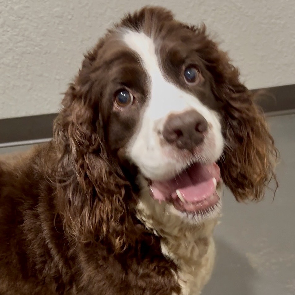 Photo of Bailey