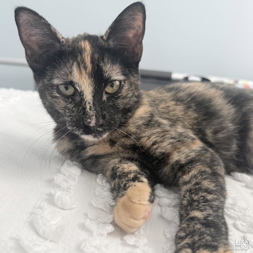 LUCILA - Domestic Shorthair available for adoption