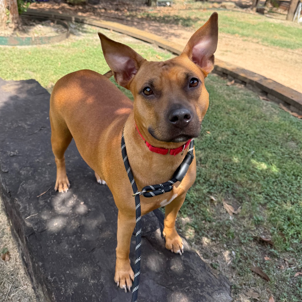 VIENNA - Mixed Breed (Medium) available for adoption