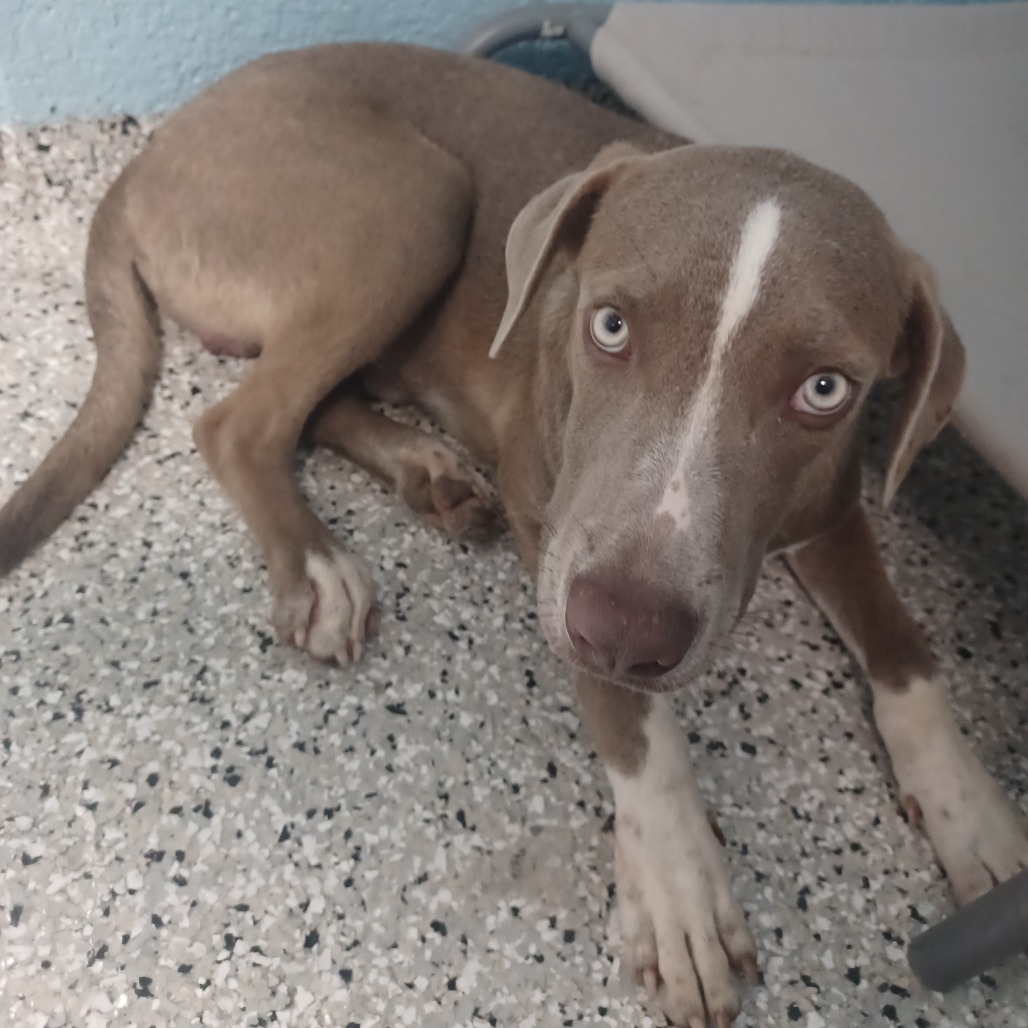 BLUE DRAKE GONE - Catahoula Leopard Dog / Weimaraner available for adoption
