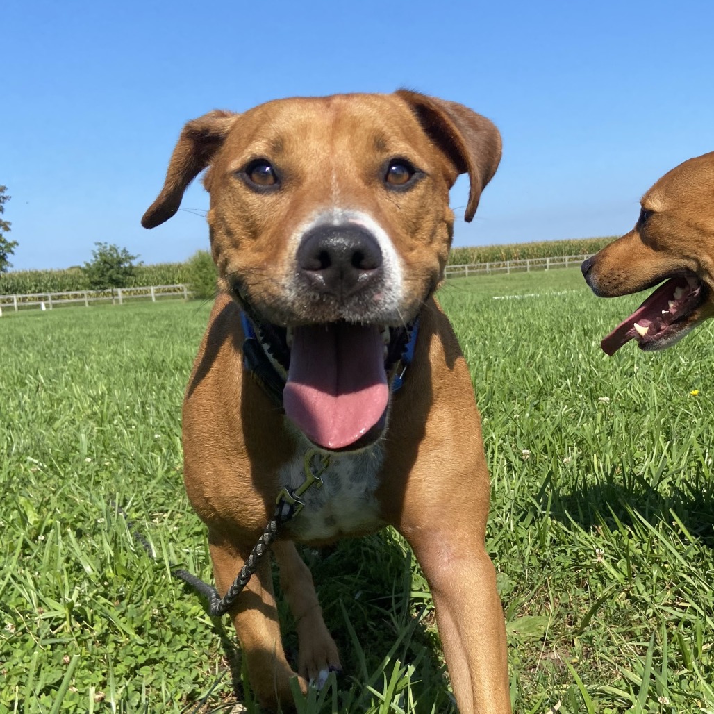 TOM - Mixed Breed (Large) available for adoption