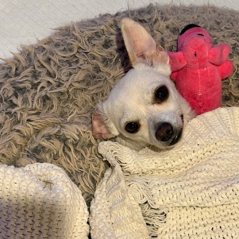 Animal named Suzie Q