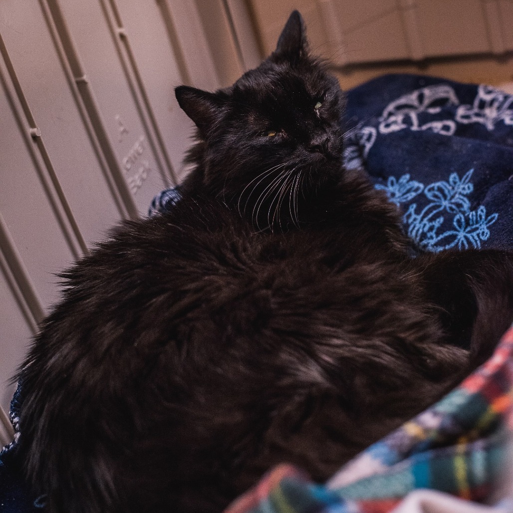 FLUFFY - Domestic Longhair available for adoption