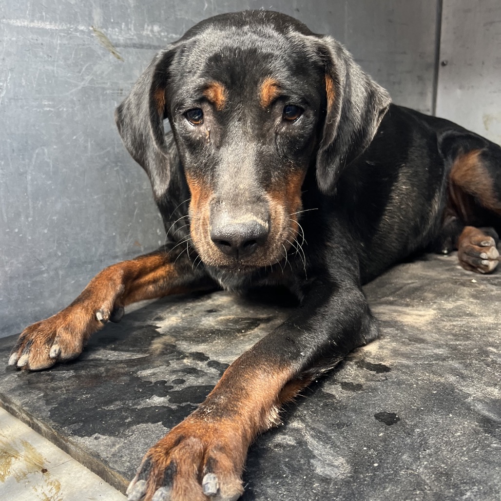 MOLTEN - Shepherd available for adoption
