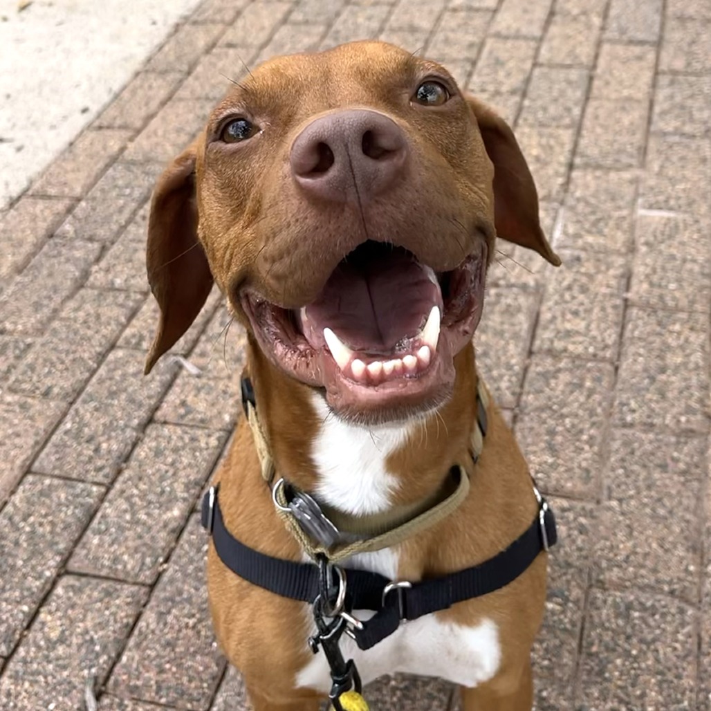 Bruno