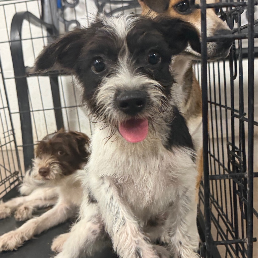 CRUISE - Terrier / Mixed Breed (Small) available for adoption