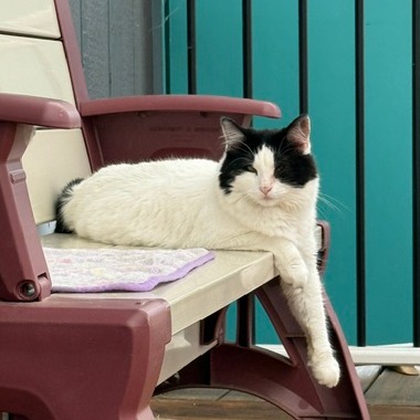 PEANUT - American Shorthair for adoption in Gresham