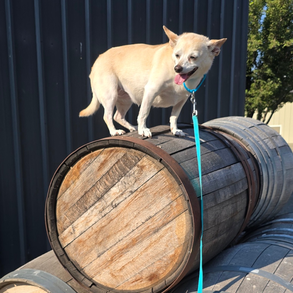 Scout, photo 9