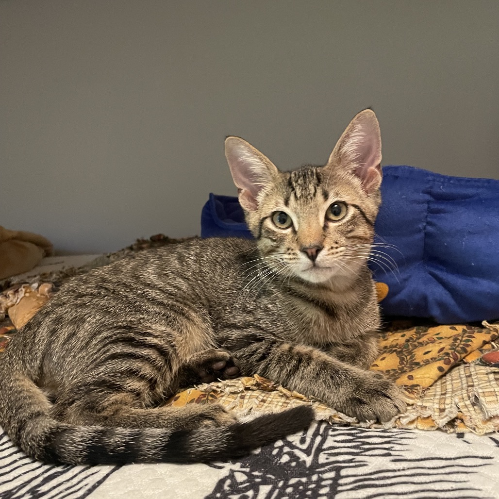 MONROE - Domestic Shorthair available for adoption