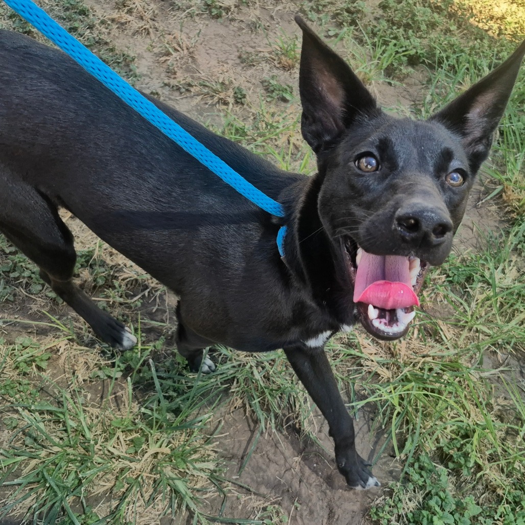 WOODY - Shepherd / Shepherd available for adoption