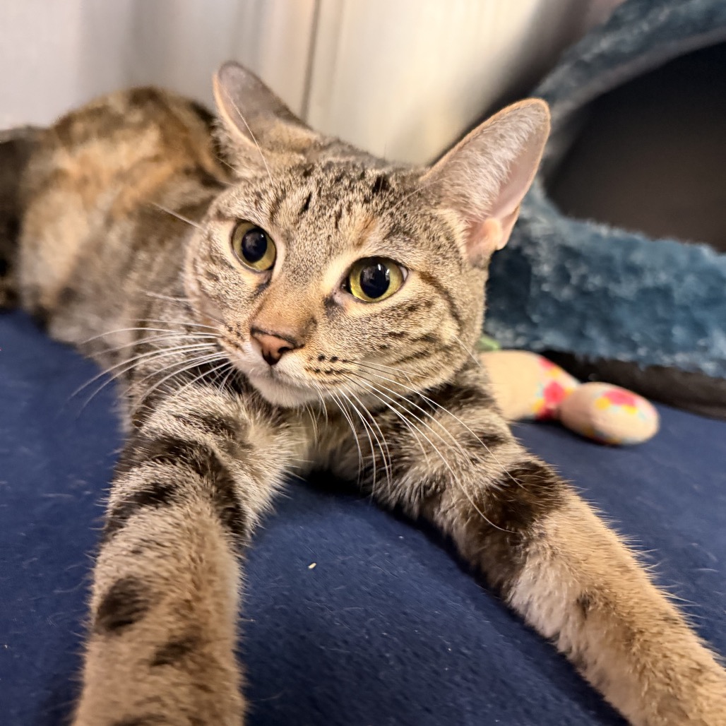 MARINA - Domestic Shorthair available for adoption