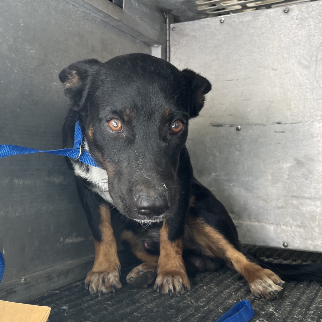 LORENZO - Terrier / Mix available for adoption