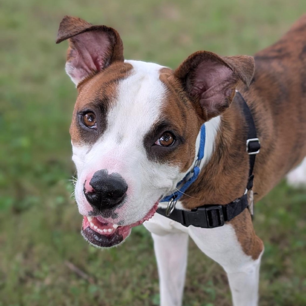FELIX - Mixed Breed (Medium) available for adoption