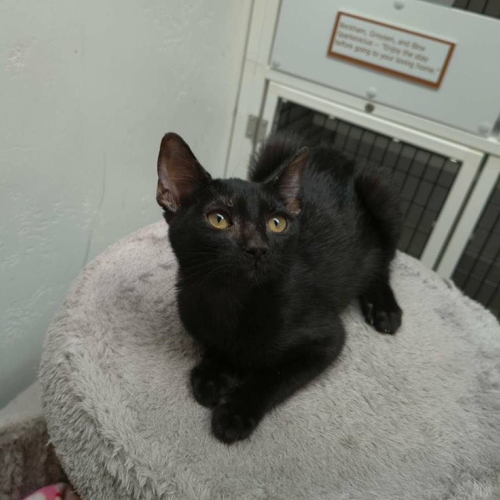 SAPPHIRE - Domestic Shorthair for adoption in Las Cruces