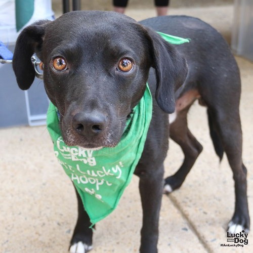 HEMLOCK - Beagle / Retriever, Labrador available for adoption