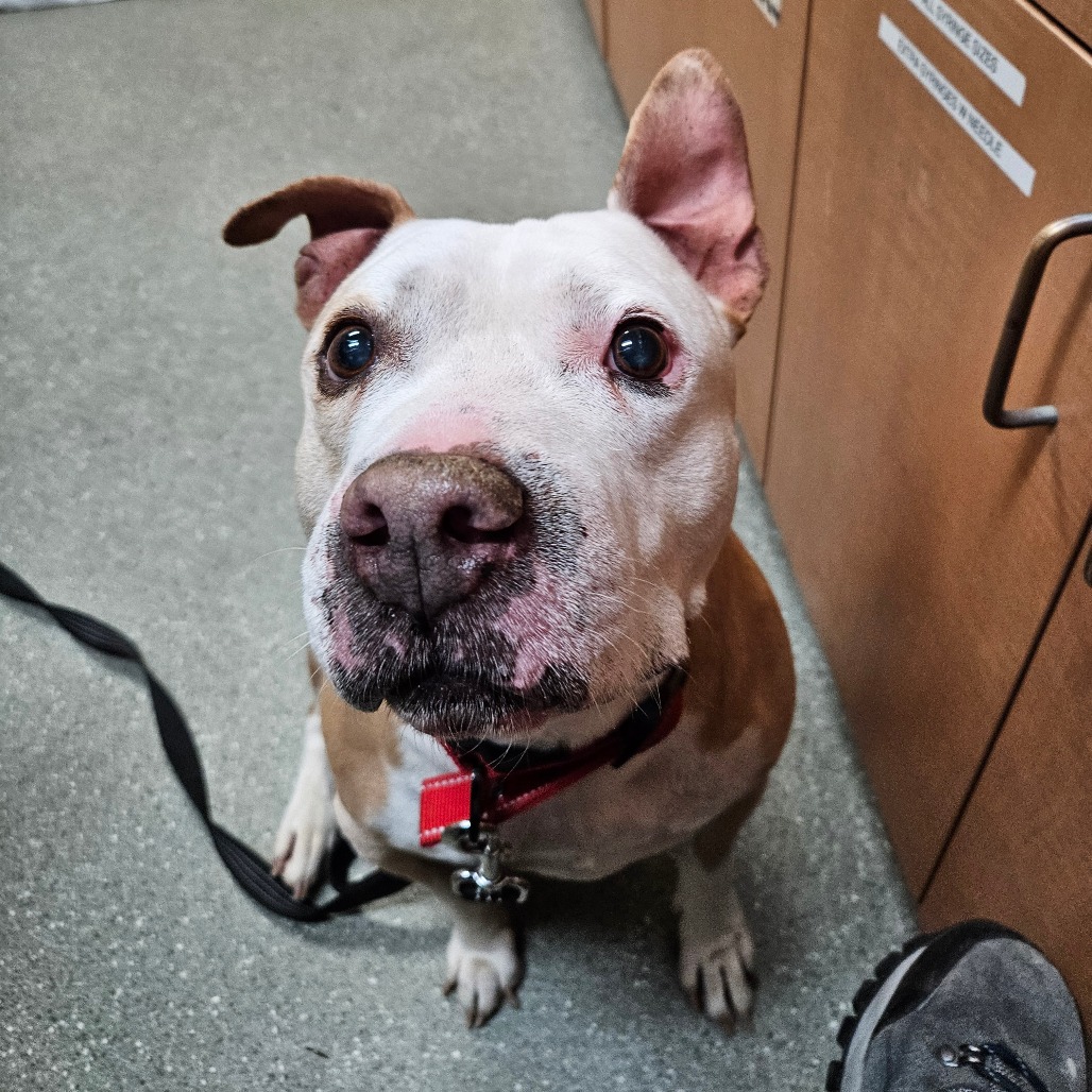 Vinnie, additional photo