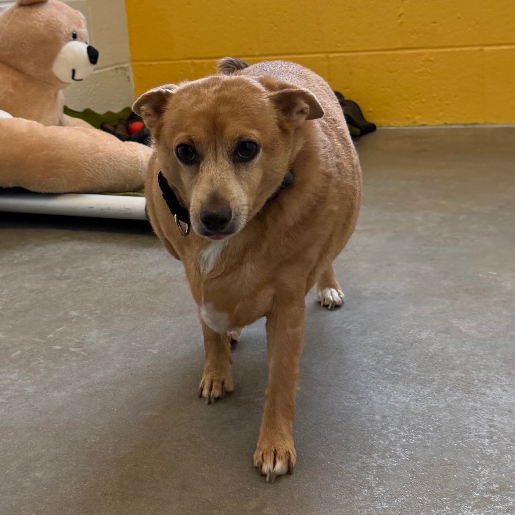 Photo of Cheddar Roberta 3