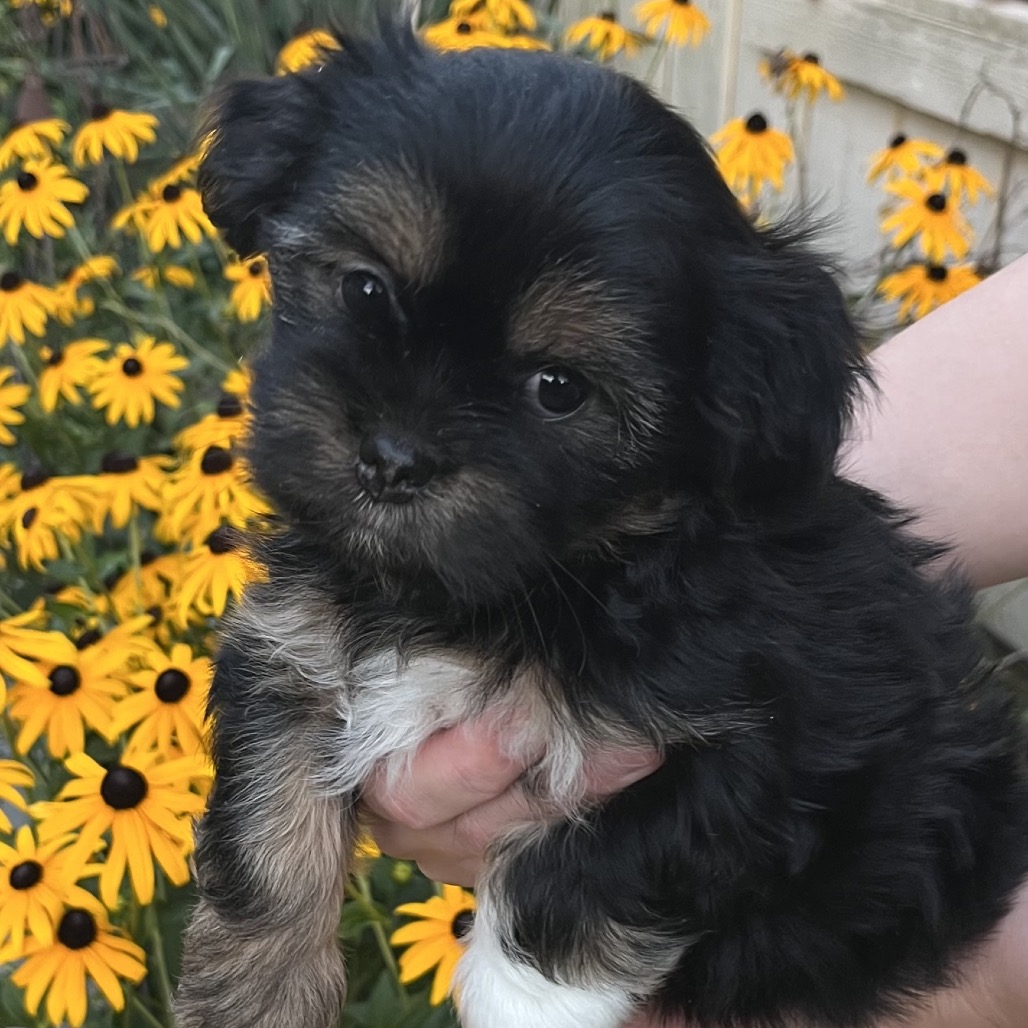 Jemie