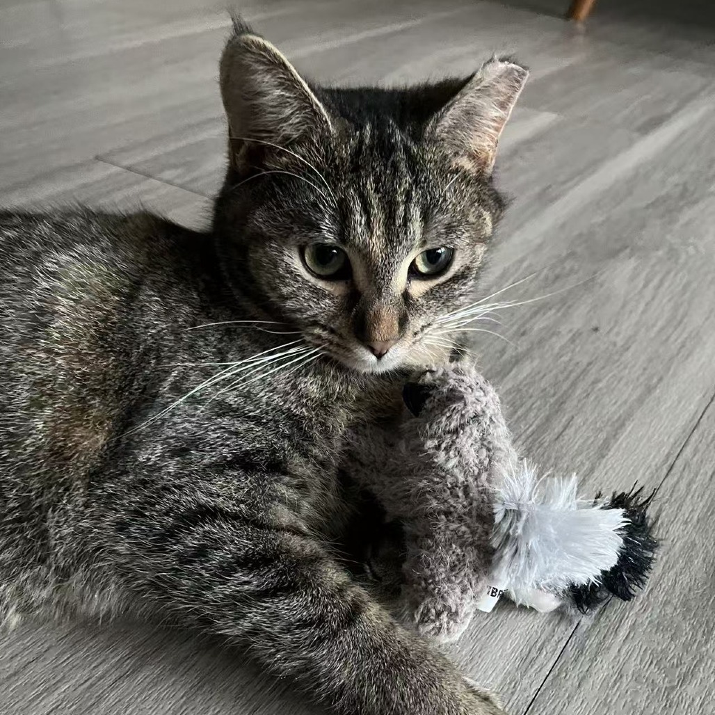 Ms. Pac Man — thumbnail 4