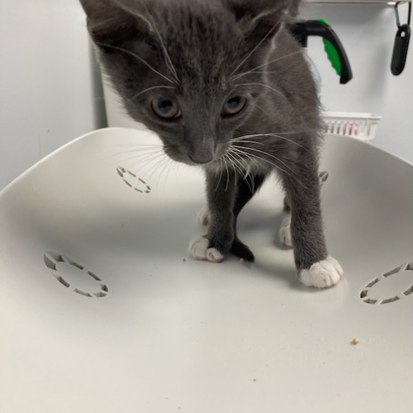 PRINCE CHARMING - Domestic Shorthair available for adoption