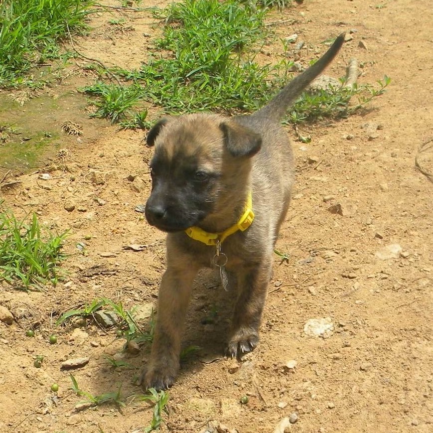 ANNIE (IN FOSTER) - Shepherd, German / Terrier, American Pit Bull available for adoption