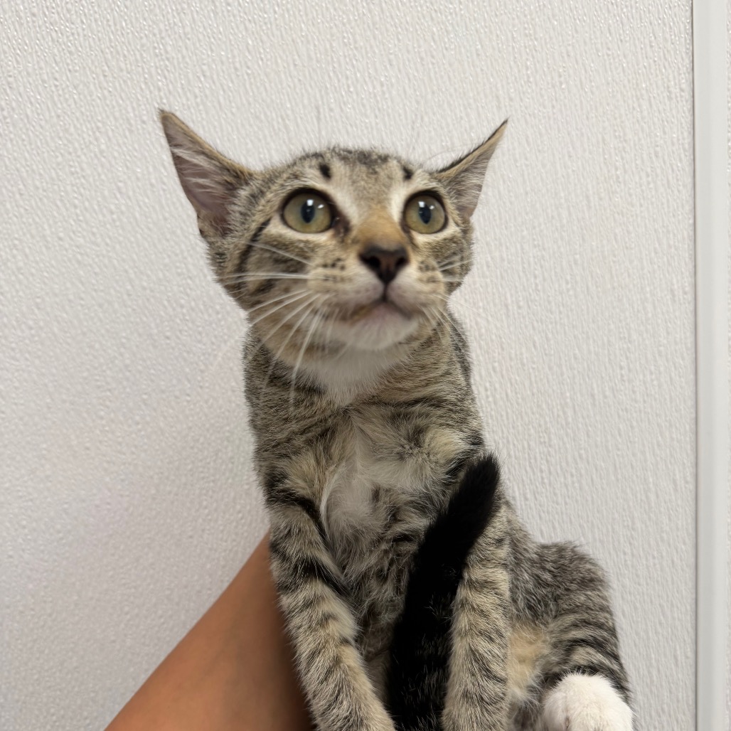 Comet - Domestic Shorthair