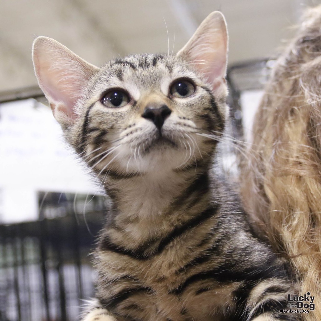ISGETTE - Domestic Shorthair available for adoption
