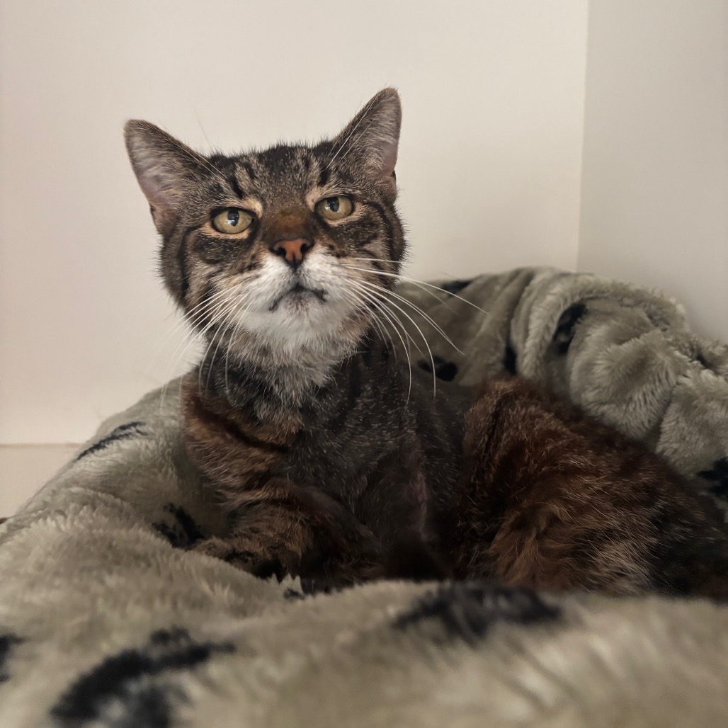 ETHEL - Domestic Shorthair available for adoption