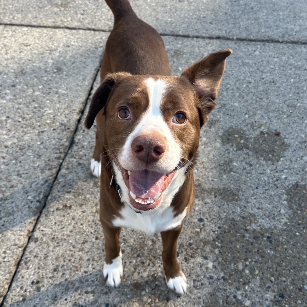 Apollo the 2nd — thumbnail 3