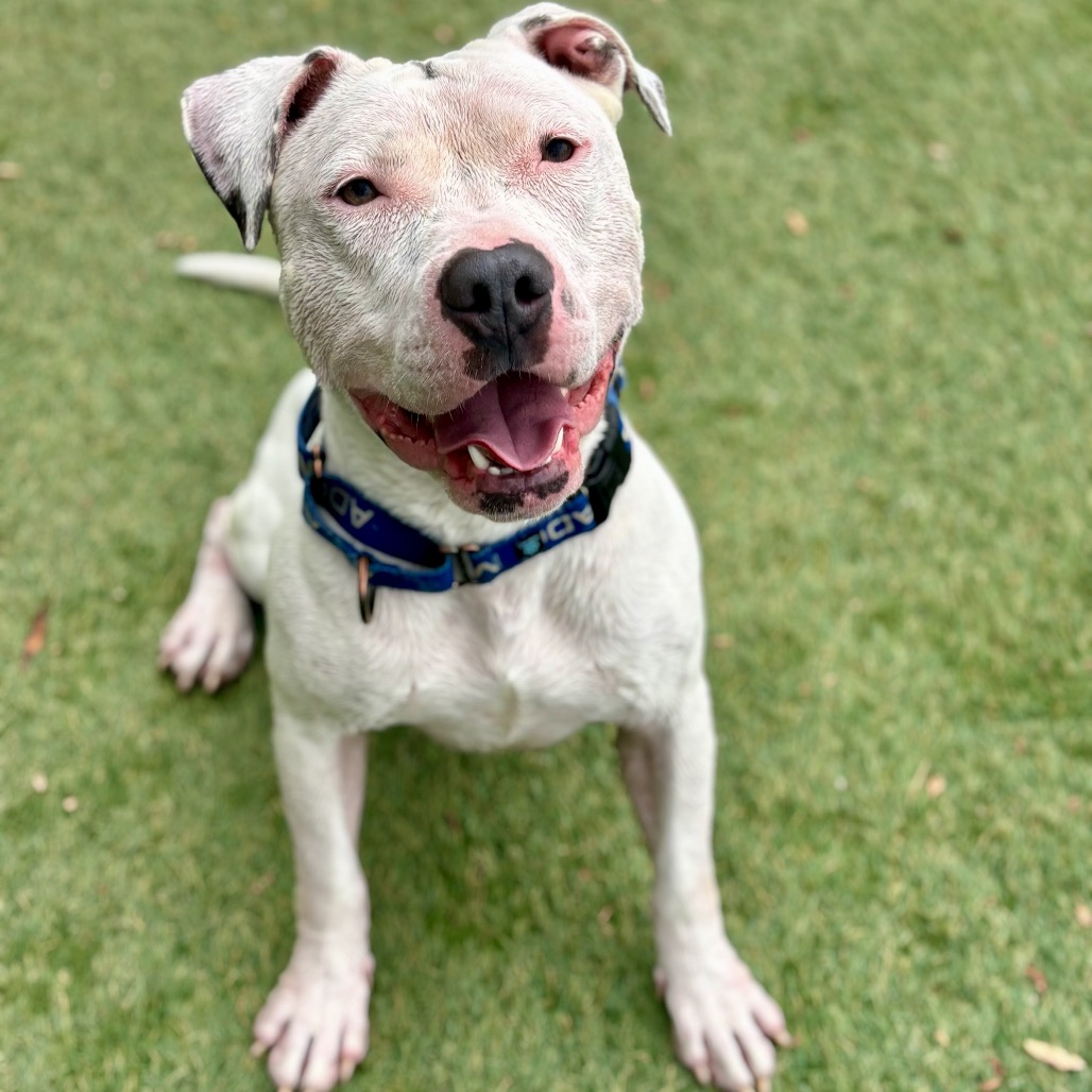 FLOUNDER - Terrier / Pit Bull for adoption in Henderson