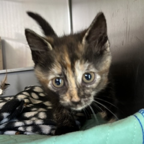 FO SHO - Domestic Shorthair available for adoption