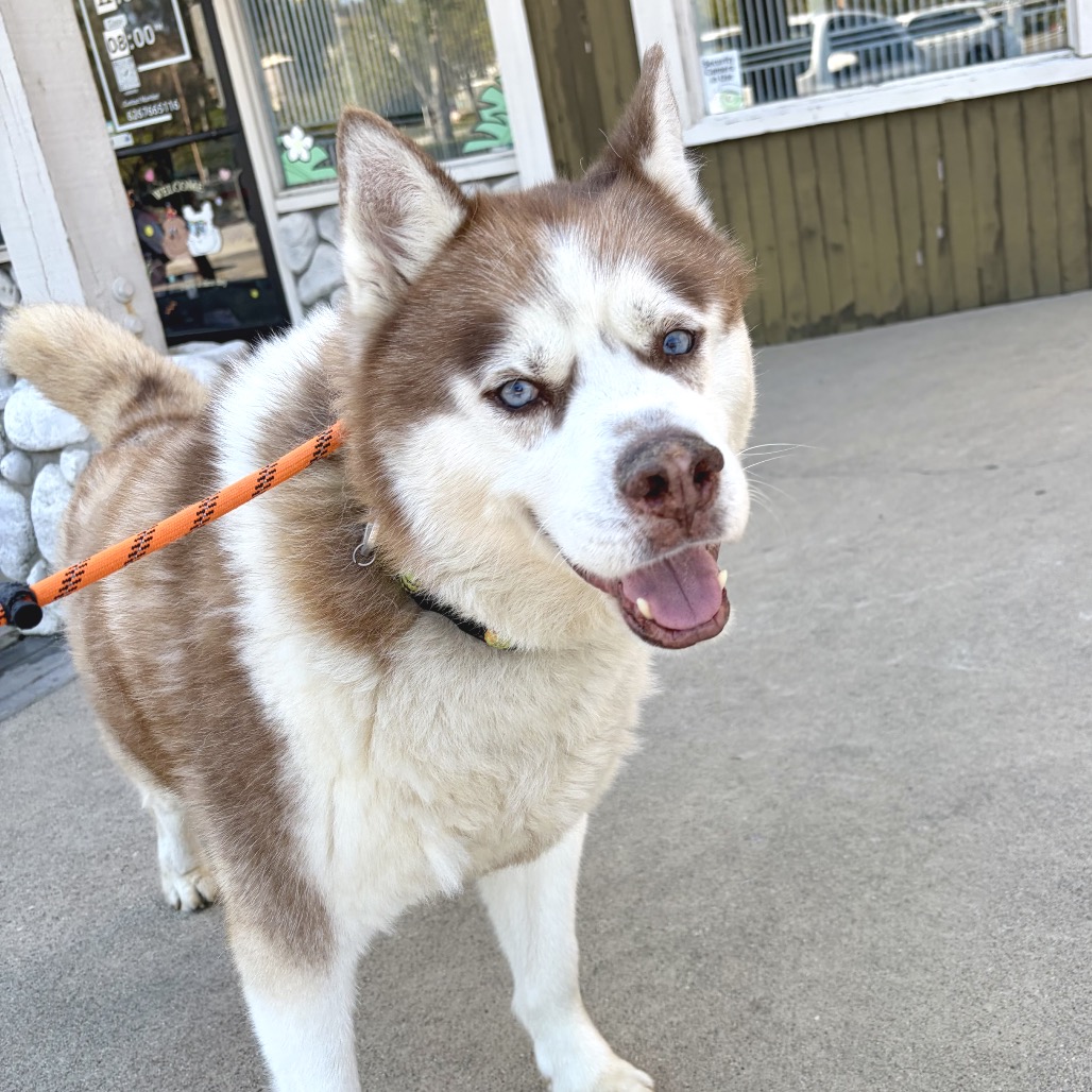 Apollo (C000-753) - Chino Hills Location, photo 45