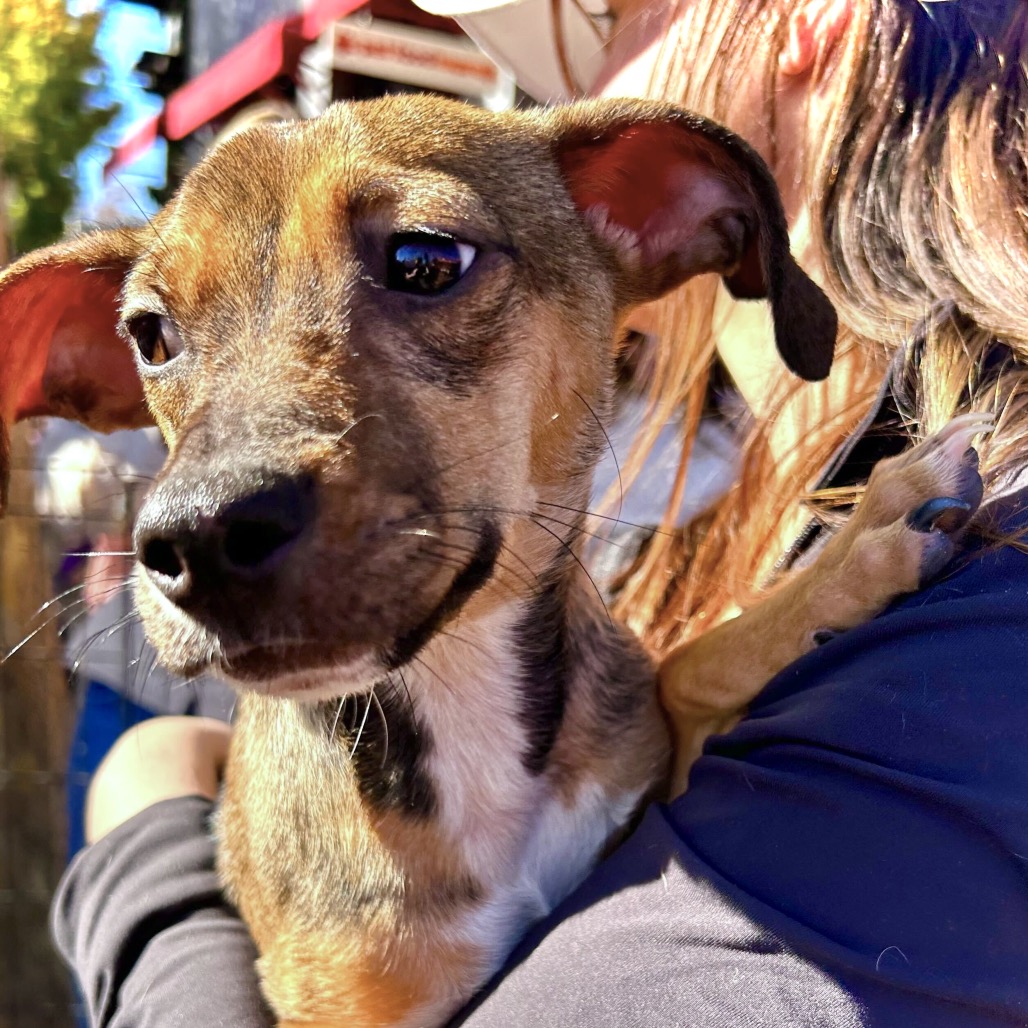 Ryder — thumbnail 3