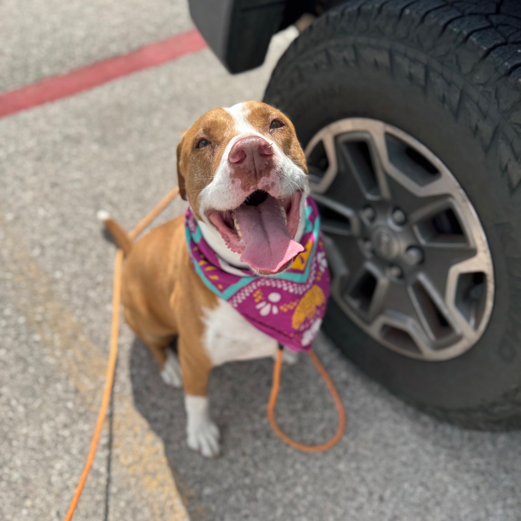 Delta, adoptable senior dog