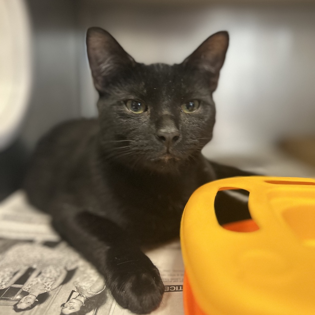 Meowchael — thumbnail 3