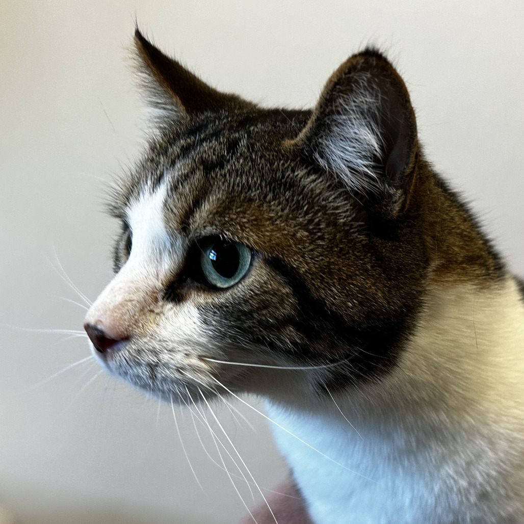 THOMAS - Domestic Shorthair available for adoption