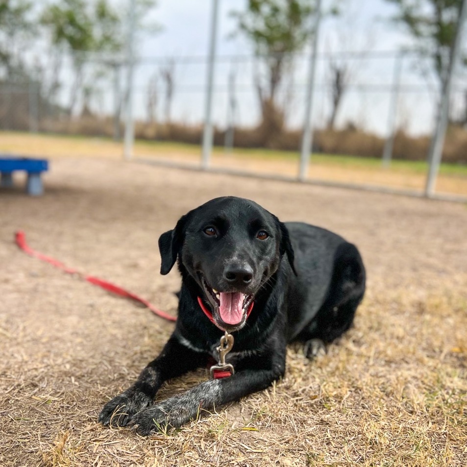 Deysi, available for adoption at PVAS