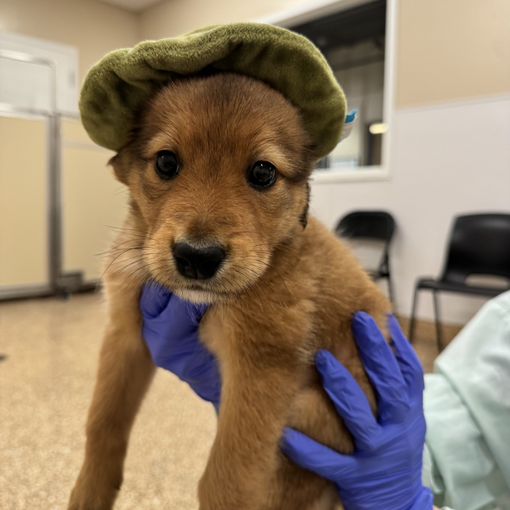 ALLEN - Mixed Breed (Medium) available for adoption