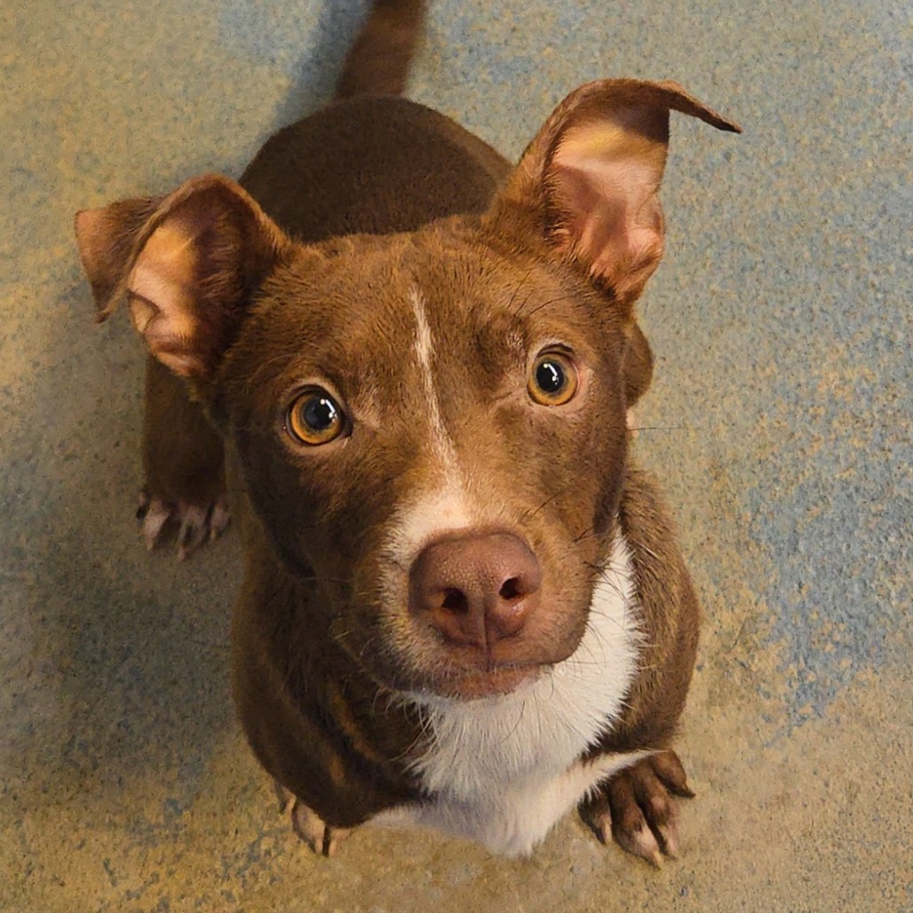 C-3P0 - Terrier / American Staffordshire available for adoption