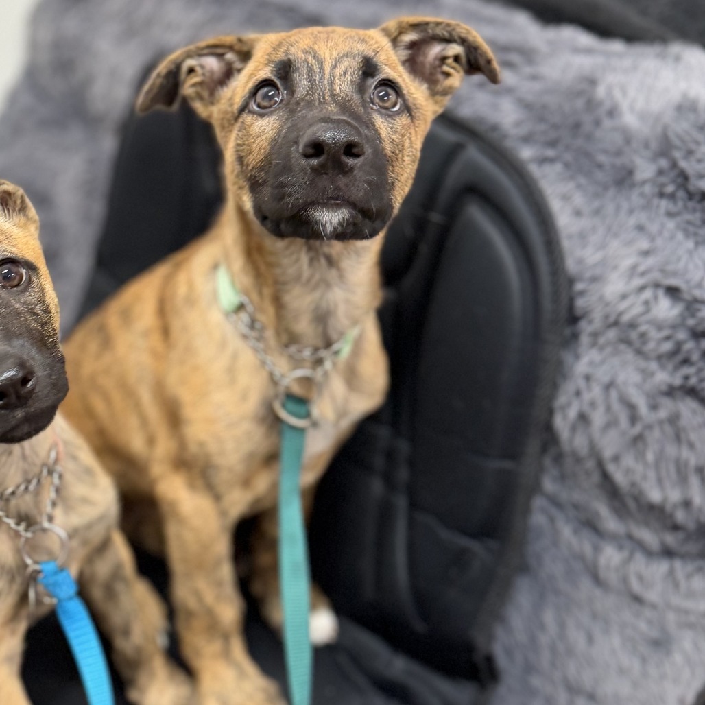 ABBY (IN FOSTER) - Shepherd, German / Terrier, American Pit Bull available for adoption