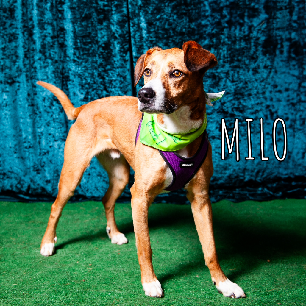 Milo is available for adoption at ACCT Philly